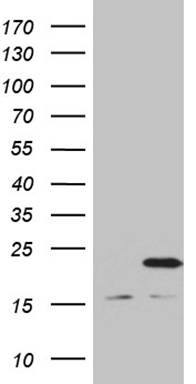 N myc interactor Antibody