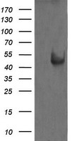 NANP Antibody