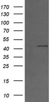 NANP Antibody
