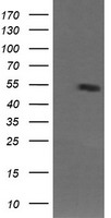 NANP Antibody