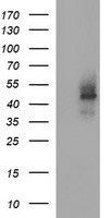 NANP Antibody