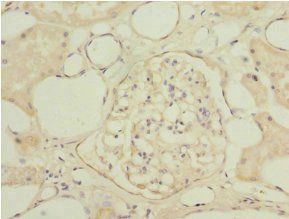 NAPG Antibody