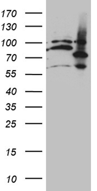 NAPSIN A Antibody