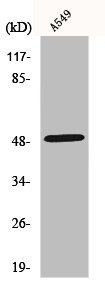 NARFL Antibody