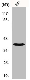 NBPF12/NBPF10/NBPF1/NBPF9/NBPF20/NBPF15/NBPF14 Antibody