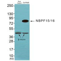 NBPF12/NBPF10/NBPF1/NBPF9 Antibody