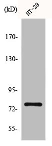 NCBP1 Antibody