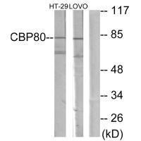 NCBP1 Antibody