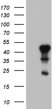 NCF4 Antibody