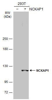 NCKAP1 Rabbit Polyclonal Antibody