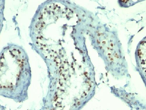 NCL Antibody