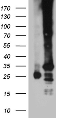 NCR2 Antibody