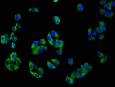 NCR3 Antibody