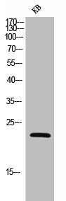 NCR3 Antibody