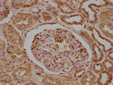 NDRG1 Antibody