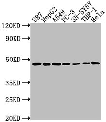 NDRG1 Antibody