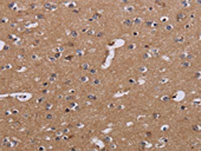 NDUFA1 Antibody