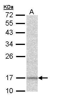 NDUFA12 Rabbit Polyclonal Antibody