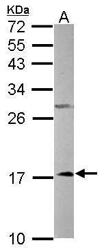 NDUFA12 Rabbit Polyclonal Antibody
