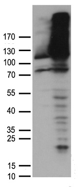 NDUFA4L2 Antibody