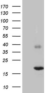 NDUFA4L2 Antibody
