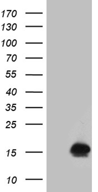 NDUFA4L2 Antibody