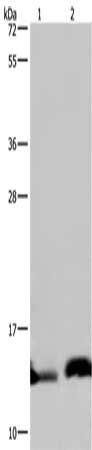 NDUFA5 Antibody