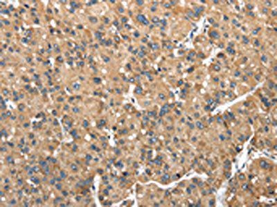 NDUFA5 Antibody