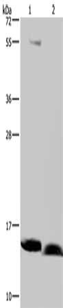 NDUFA5 Antibody