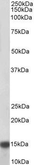 NDUFA7 Antibody