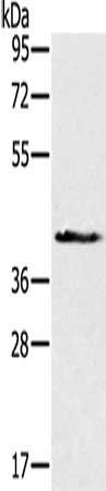 NDUFA9 Antibody