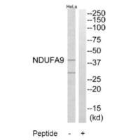 NDUFA9 Antibody