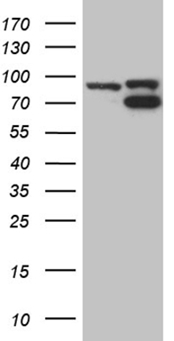 NDUFB11 Antibody