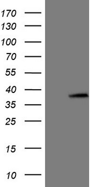 NDUFB11 Antibody