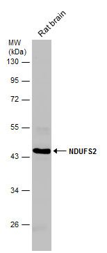 NDUFS2 antibody