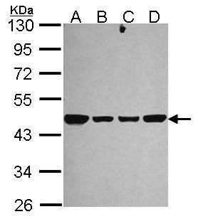 NDUFS2 antibody
