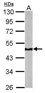 NDUFS2 antibody