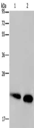 NDUFS4 Antibody