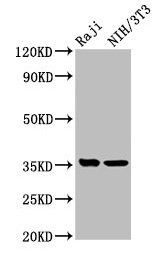 NECTIN4 Antibody