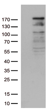 NEDD4 Antibody