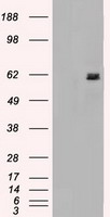 NEDD4 Antibody