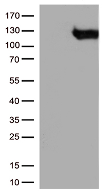NEDD4 Antibody