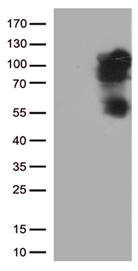 NEDD4 Antibody