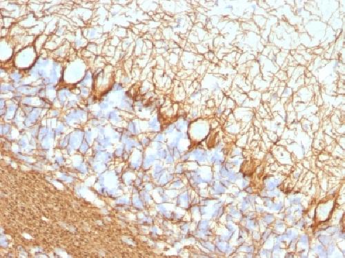 NEFH Antibody
