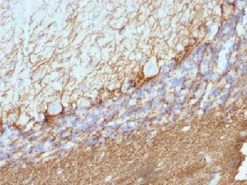 NEFH Antibody