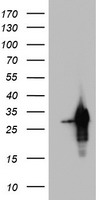 NEIL1 Antibody