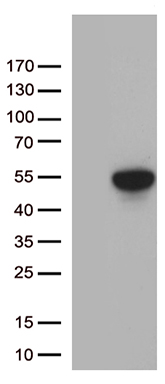 NEMF Antibody