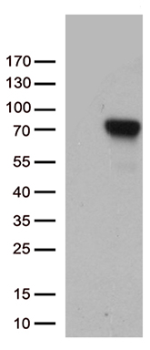 NEMF Antibody