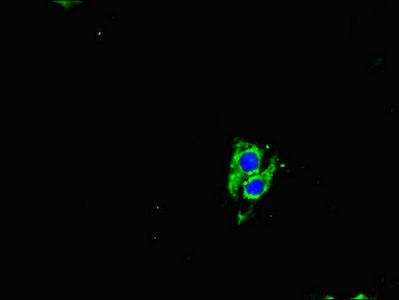 NEO1 Antibody
