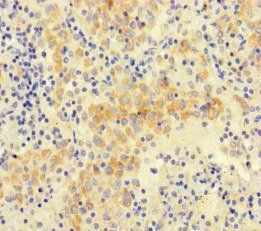 NEO1 Antibody